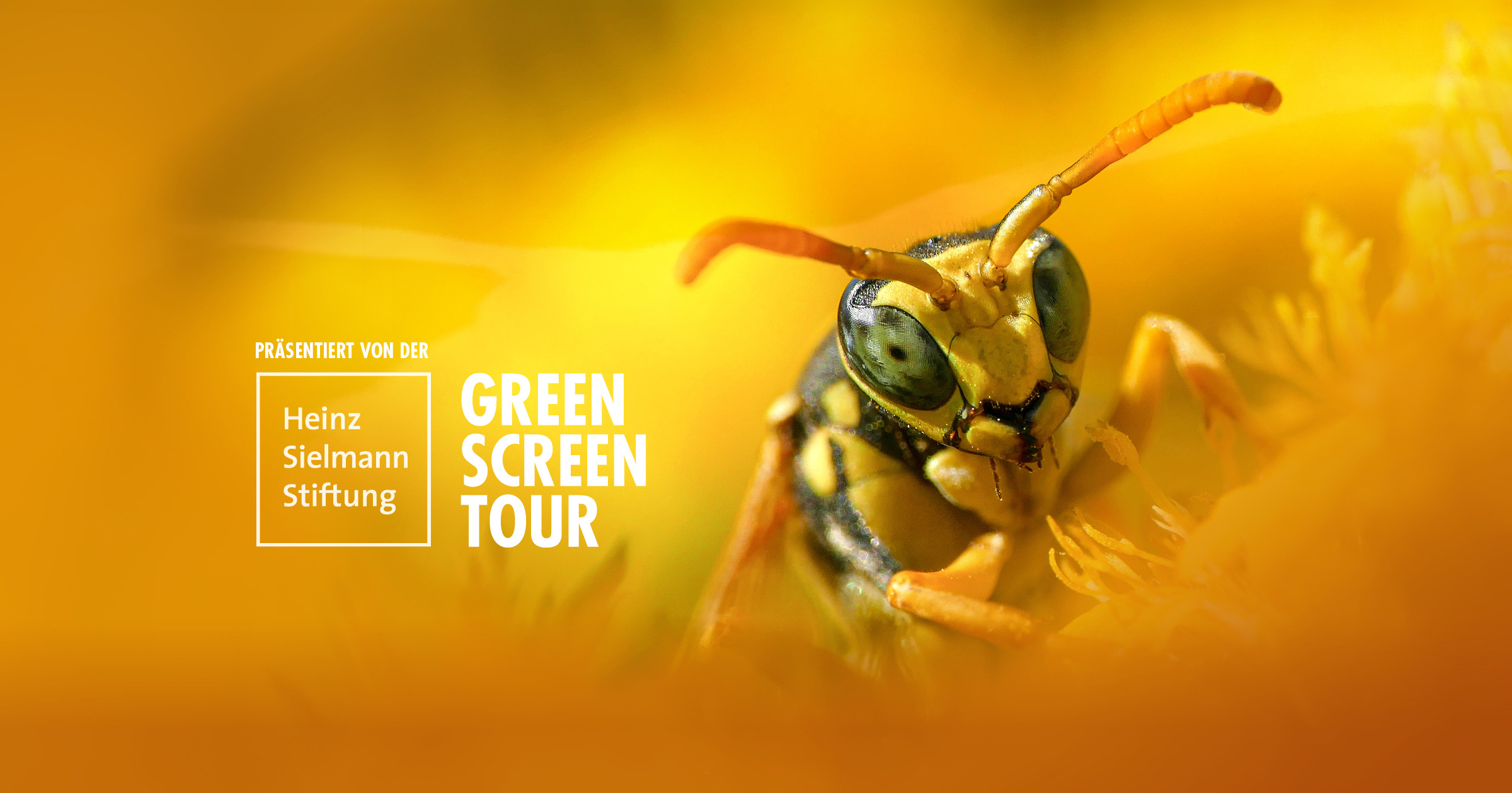Biene in Nahaufnahme mit Logo der Green Screen Tour